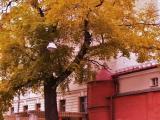 2010 год. Москва. Башня Рождественского монастыря...