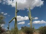Saguaro National Park