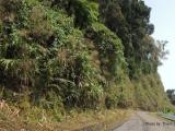 Phong cảnh ven đường Hồ Chí Minh (Tây), đoạn qua xã Tân Trạch, Bố Trạch, Quảng Bình Phong cảnh ven đường Hồ Chí Minh (Tây), đoạn qua xã Tân Trạch, Bố Trạch, Quảng Bình