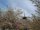 春の仁和寺。People who enjoy beauty of the cherry blossoms in spring garden.
