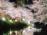松川公園の夜桜 松川公園の夜桜