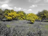 Mimose a Serbariu Mimose a Serbariu