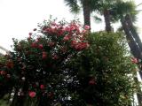 Spring - Kamelia flowers