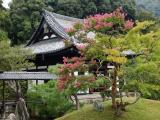 Kyoto: Kodaiji Temple - with a nice tree Kyoto: Kodaiji Temple - with a nice tree