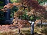 Kyoto: Nice tree with red leafs in the Tofukuji Temple Kyoto: Nice tree with red leafs in the Tofukuji Temple