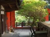 Nara: Nice small tree in Kasuga Shrine Nara: Nice small tree in Kasuga Shrine