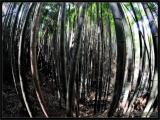 Mitaki Bamboo Forest Mitaki Bamboo Forest