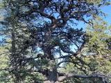 Old Growth Pinyon Pine