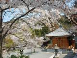 Japan Kyoto Sakura日本大阪京都櫻花 Japan Kyoto Sakura日本大阪京都櫻花
