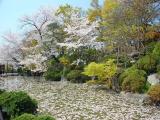 Japan Kyoto Sakura日本大阪京都櫻花 Japan Kyoto Sakura日本大阪京都櫻花