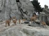 in Hagenbeck Zoo in Hagenbeck Zoo