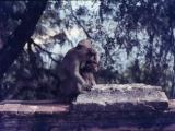 Ling Lopburi