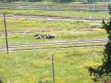 yellow railway lines 