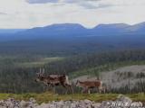 Lapland Pyhä-Luosto Nationalpark