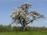 Apfelbaum Apfelbaum