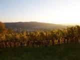 Goldenberg