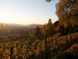 Goldenberg