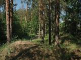 Лес на берегу Лыткаринского карьера Лес на берегу Лыткаринского карьера