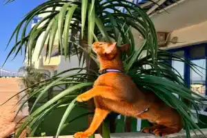 Апартаменты с видом на море