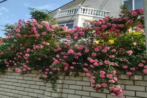 Гостевой дом «Елена», Коктебель