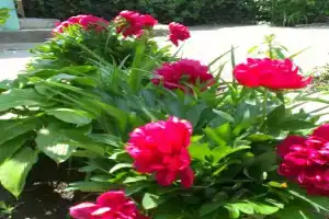 Гостиница «Калинина 10», Коктебель