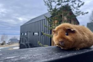 База отдыха «Алди», Сяпся