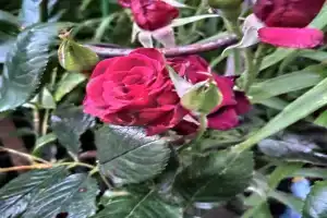 Комнаты на Герцена, Зеленоградск