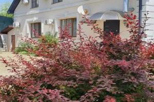 Гостевой дом «Алёнушка», Новороссийск