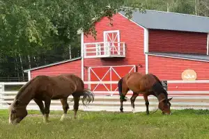 А-ферма, Куровское
