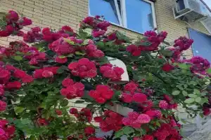Гостевой дом на Спокойном переулке, Кисловодск