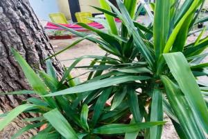 Сатера - Гостиницы