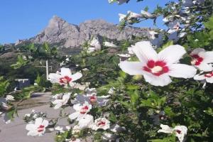 Гостевой дом «Канны», Коктебель