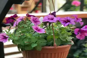 Гостевой дом «Александра», Ейск