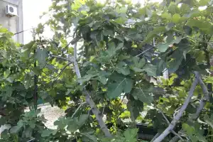 Гостевой дом на Жуковского 2, Коктебель