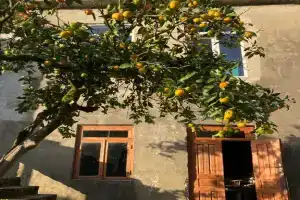 Семейный дом в горах Аджарии с мандариновым садом