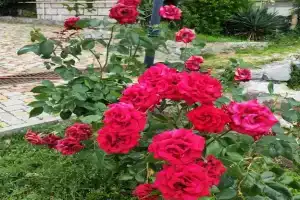 Корпус "Аврора" двухместный 2 этаж, Алушта