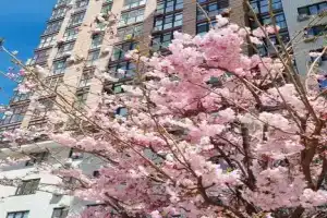 Студия в центре
