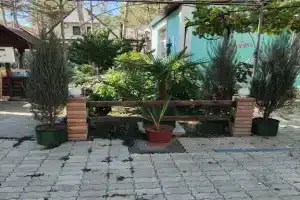 Отдых у моря в сосновом бору