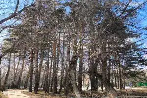 Уютная квартира у березовой рощи, Красноярск