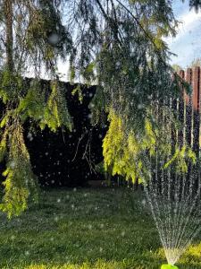 Дом в сосновом лесу - 2