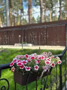 Среди Хвойных Сосен - 63