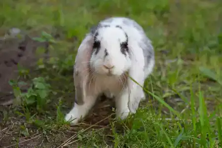 Вилла у озера Мядель - 11