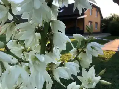 Царское село - 17