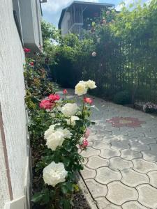 Родничок - 81