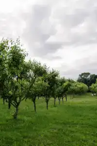 Аппарадиз - 12