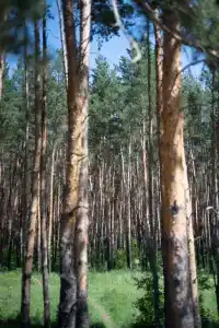 Усадьба Еловое - 24