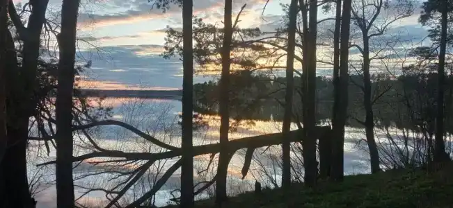 Смородина - 110