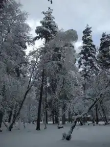 Архыз Форест Эко - 84