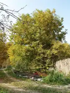 Горная Лаванда - 6