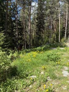 Орландия - 7